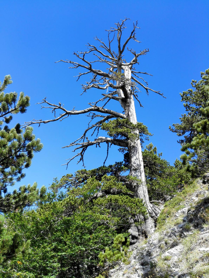 Illustration for article titled Descubren el árbol más antiguo de Europa en Italia